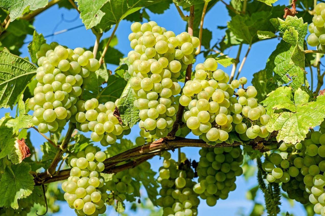 Audotel Carcassonne Ngoại thất bức ảnh